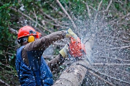 How Professional Tree Removal Improves Safety and Space Thumbnail