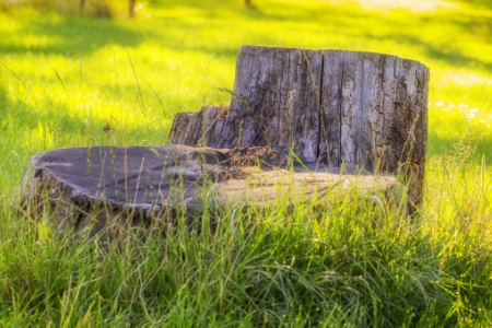 Why You Should Have Stumps Professionally Ground