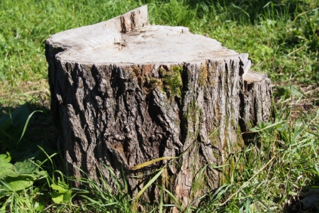 Stump Grinding